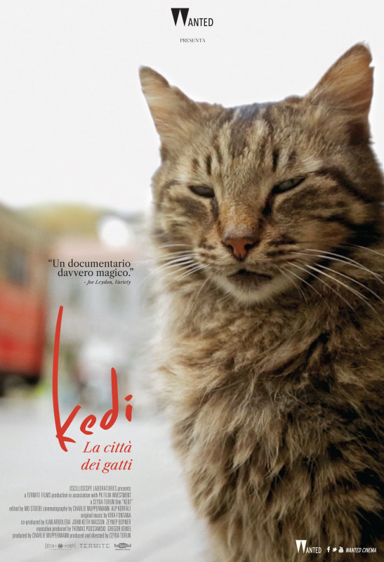 Kedi_Web
